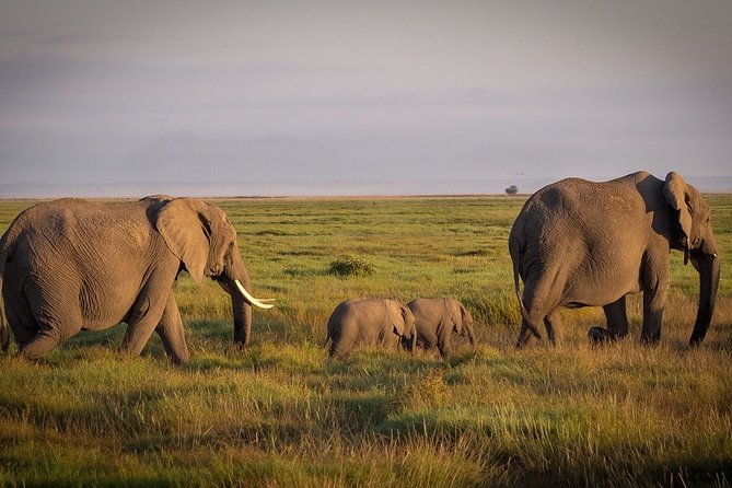 5 Days/4 Nights Kenya Safari - Wildlife Highlights