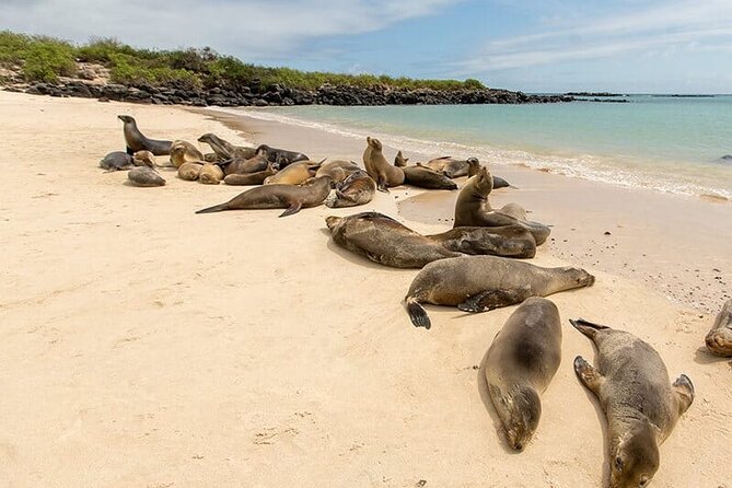 5 Days Galapagos Wildlife Discovery - Wildlife Encounters