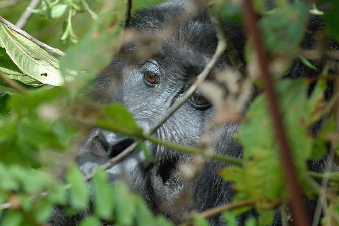 5 Days Gorilla Safari Uganda - Gorilla Trekking Experience