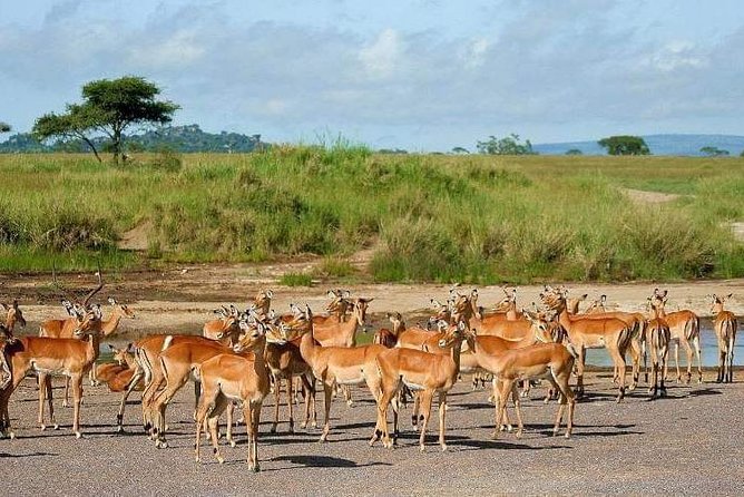 5 Days Luxury Lodge Safari Tour Tanzania - Meals and Dining Experience