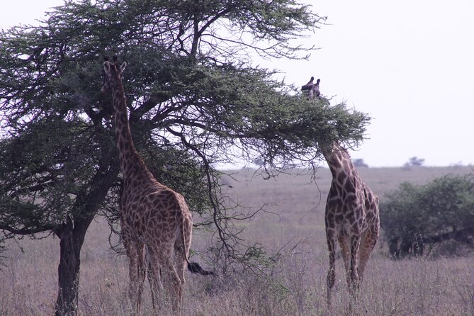 5-Days Private Tanzania Safari Tour - Participation Requirements