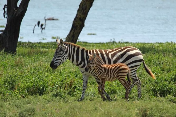 5 Days Safari to Amboseli N/P, Lake Naivasha, Maasai Mara N/R. - Discovering Maasai Mara National Reserve