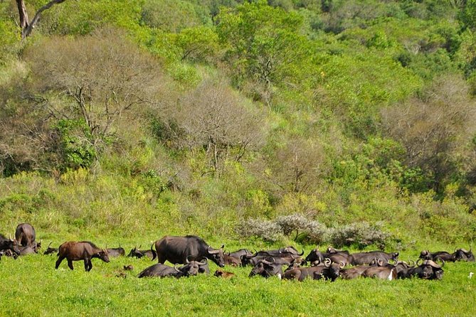5 Days Safari to Tarangire, Ngorongoro, Serengeti and Lake Manyara - Transportation Options