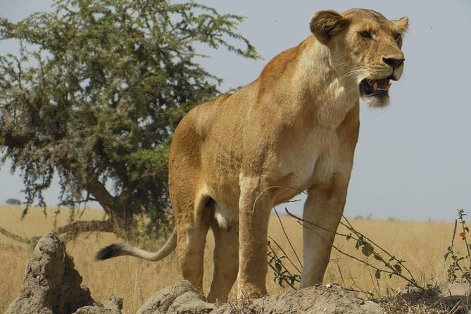 5 Days Safari Tour Itinerary: Delight With Luxury Safaris in 3 National Parks - Pickup and Accessibility
