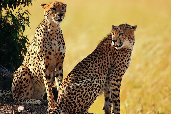 5 Days Tanzania Luxury Lodge Private Safari - Private Tour Experience