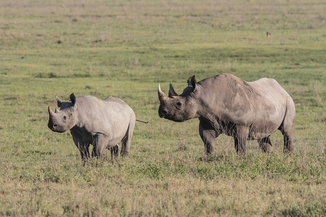 5 Days Tanzania Safari- Tarangire Np, Serengeti Np and Ngorongoro Crater - Pickup and Transportation