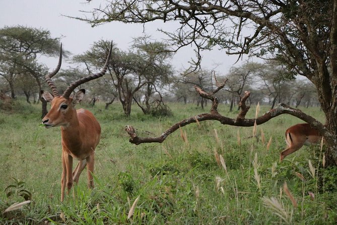 5 Days Tarangire,Serengeti,Ngorongoro&Manyara Camping Safari Tour Tanzania - Itinerary Highlights