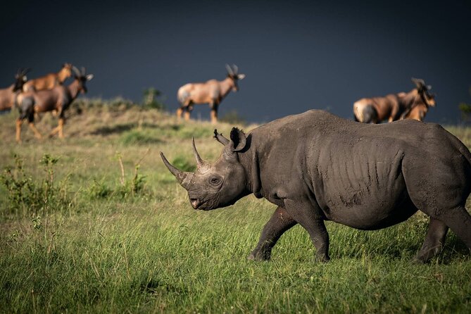 5 Hour Private Tour Nairobi National Park Or Evening Game Drive - Private Tour Experience