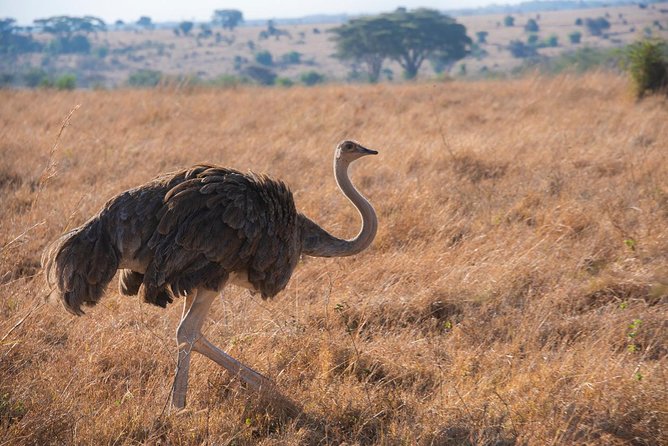 5 Hours Nairobi National Park Private Tour - Exploring the Park