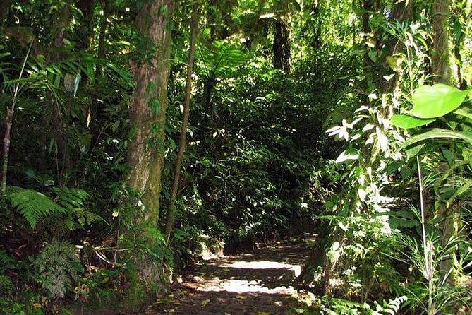 5-In-1 Monteverde Cloud Forest Experience With Ziplining and Hanging Bridges - Included in the Tour