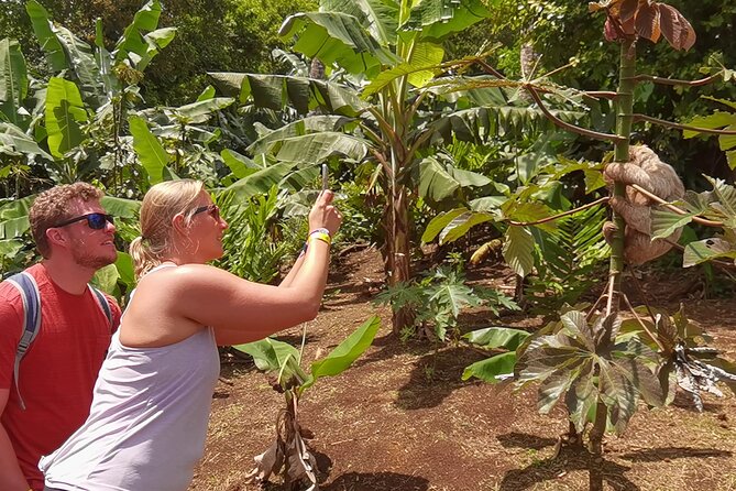 5 in 1 Sloth, Rainforest, Waterfalls, Hanging Bridges, Volcanic Activity Tour. - Meeting and Pickup