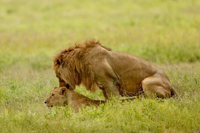 6-Day Big Five Magic Safari Tour - Accessibility and Participation