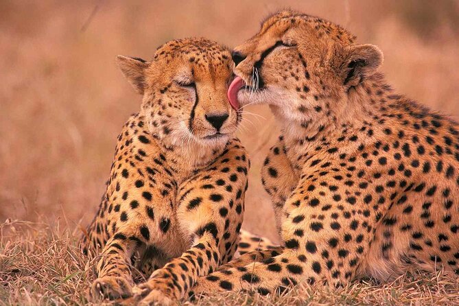 6-Day Honeymoon Safari Tour Package in Tanzania - Frequently Asked Questions