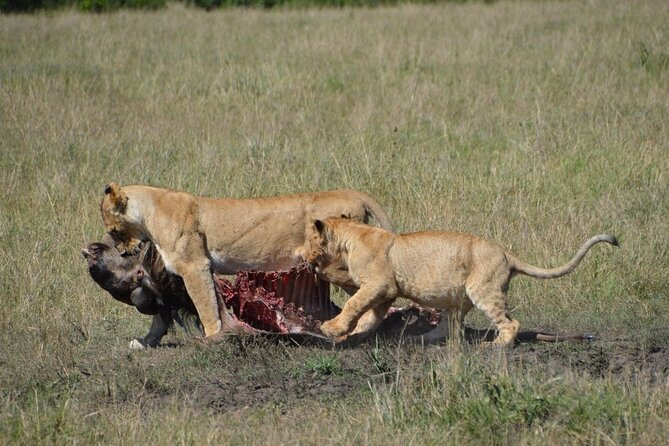 6-Day Kenya Safari to Masai Mara, Lake Nakuru and Amboseli - Accommodations and Comfort