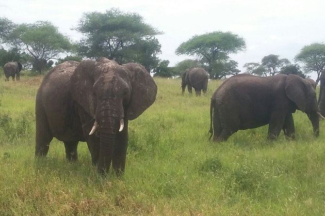 6-Day Safari to Samburu, Lake Nakuru & Masai Mara - Included Meals