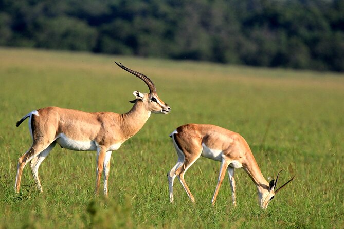 6-Day Samburu, Lake Nakuru, and Masai Mara Safari - Accessibility Options