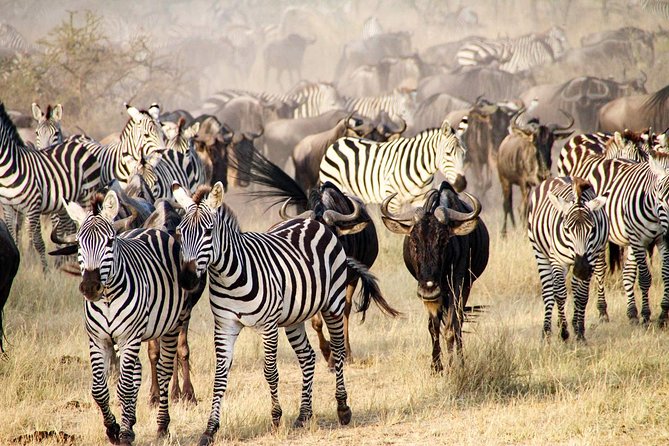 6 Days Best Adventure Kilimanjaro ,Tarangire ,Serengeti &Ngorongoro Crater - Traveler Suitability and Accessibility