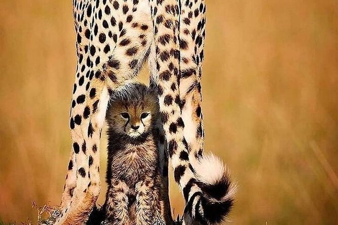 6 Days Best of Kenya Safaris Maasai Mara-Lake Nakuru Amboseli National Park - Meals and Accommodation