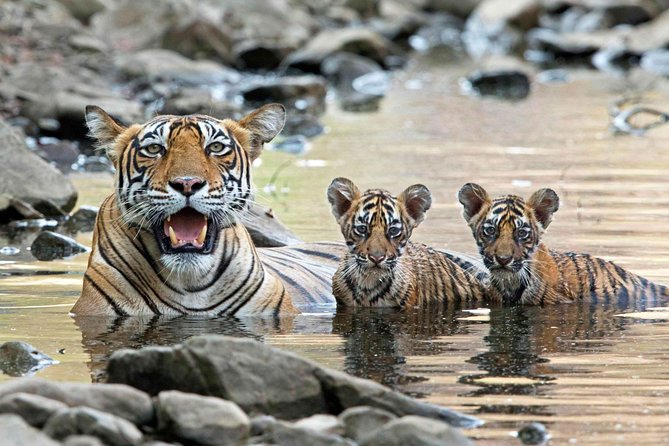 6 Days Golden Triangle Tour With Ranthambore: Delhi Agra Jaipur Ranthambore Tour - Customer Reviews and Ratings