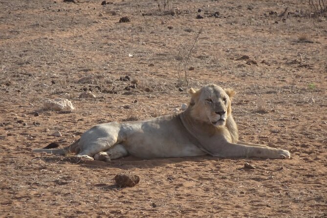 6 Days Kenya Masai Mara,Lake Nakuru & Amboseli Wildlife Safari - Daily Safari Itinerary
