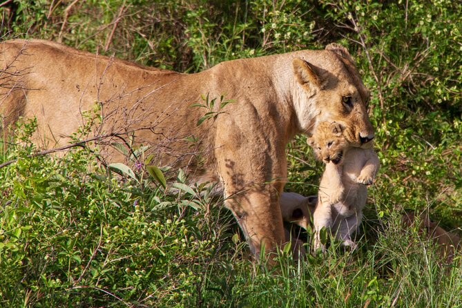 6 Days Lodge & Tented Camp Luxury - The Serengeti Trail & Tarangire - Tented Camp Experience