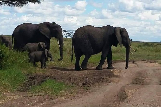 6 Days Mara River Crossing - The Great Migration - Wildlife Sightings and Experiences