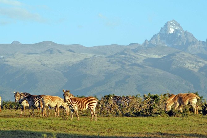 6 Days Safari - Visit; Masai Mara, Lake Nakuru & Amboseli - Wildlife in Amboseli