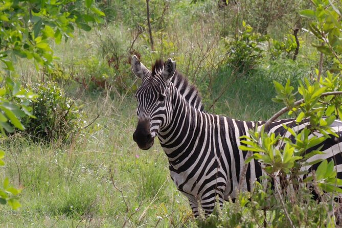 6 Days Serengeti Classic Safaris Odyssey in Tanzania - Accommodation and Dining Experience
