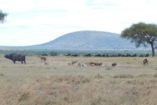6 Days Tanzania Northern Circuit Experience - Ngorongoro Crater Visit