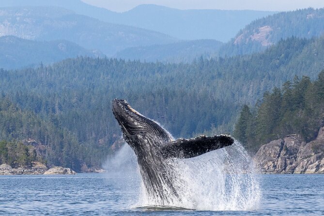 6 Hour Whale Watching Tour With Lunch Included - Meeting and Pickup