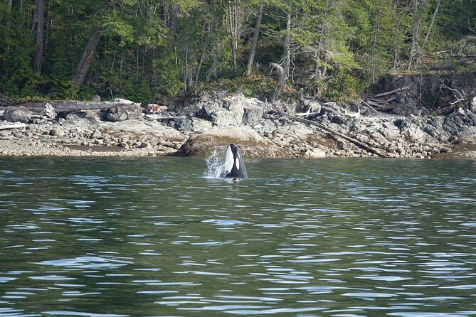 6 Hour Zodiac Whale Watching Tour - Inclusions