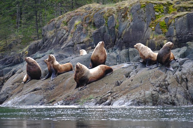 7-8 Hour Zodiac Whale Watching Tour - Orcas and Marine Life