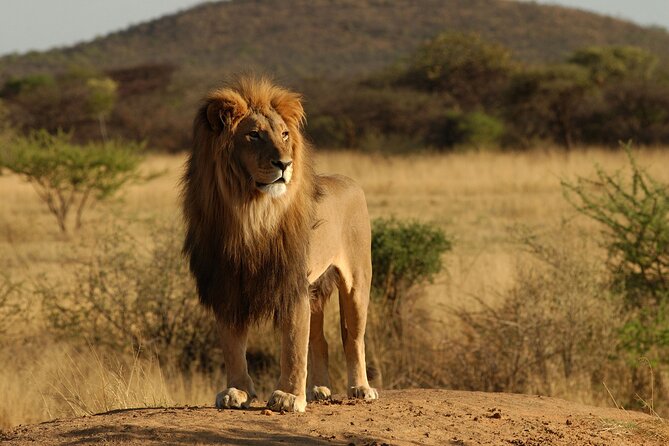 7 Day Grand Tanzania Safari - Wildlife Encounters