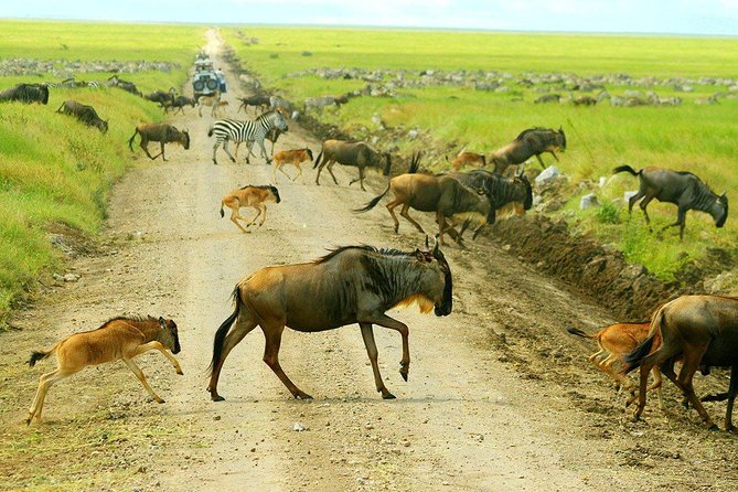 7-Day Safari (Including Serengeti) & Zanzibar Extension - Accommodation and Logistics