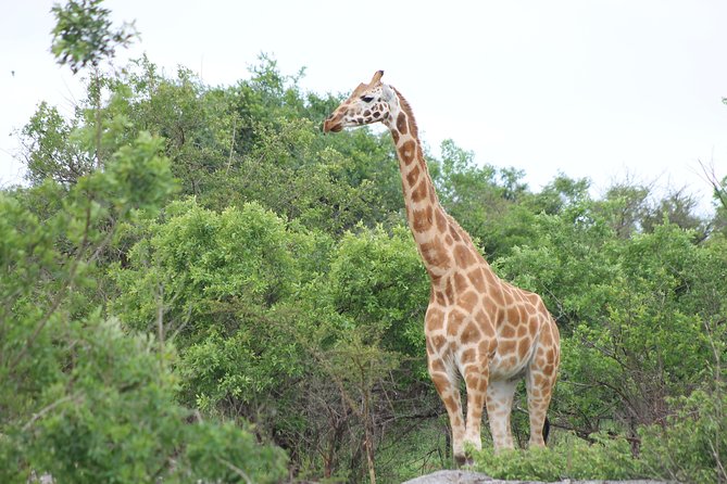 7-Day Wildlife Adventure Safari - Meeting and Pickup