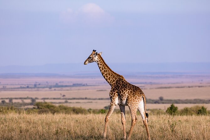 7 Days Best of Kenya Wildlife Safari - Pickup and Transportation