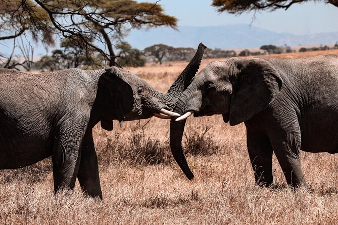 7 Days Journey of the Wildebeest – Luxury Holidays Serengeti - Highlights of the Journey