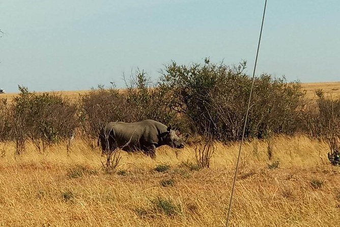 7 Days Maasai Mara - Lake Nakuru - Lake Naivasha- Amboseli Safari. - Boat Rides and Optional Activities