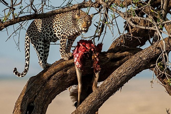 7 Days Mara/L.Naivasha/L.Nakuru/Amboseli - Accommodation Options