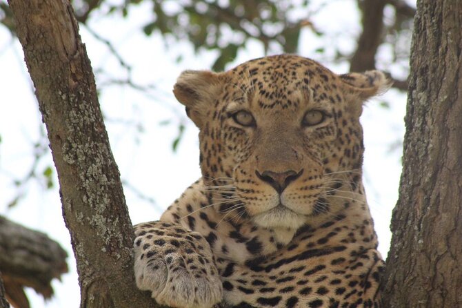 7 Days PRIVATE Best of Tanzania Safari *Departing Everyday* - Spot the Big Five