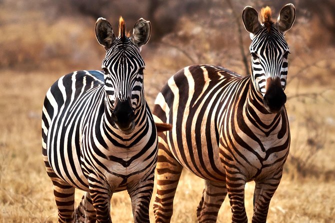 7 Days Tanzania Luxury Safari Experience & Coffee Walking Tour - Connecting With Maasai Culture