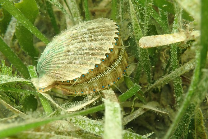 7 Hour Private Scalloping Package in Mangrove Point - Booking and Cancellation Policy