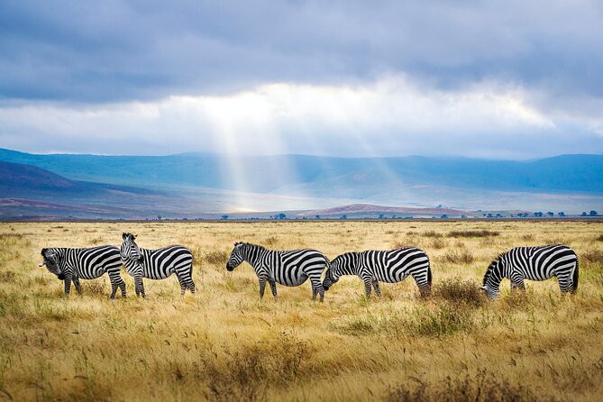 8-Day Essence of Tanzania Safari - Luxury - Wildlife Experiences