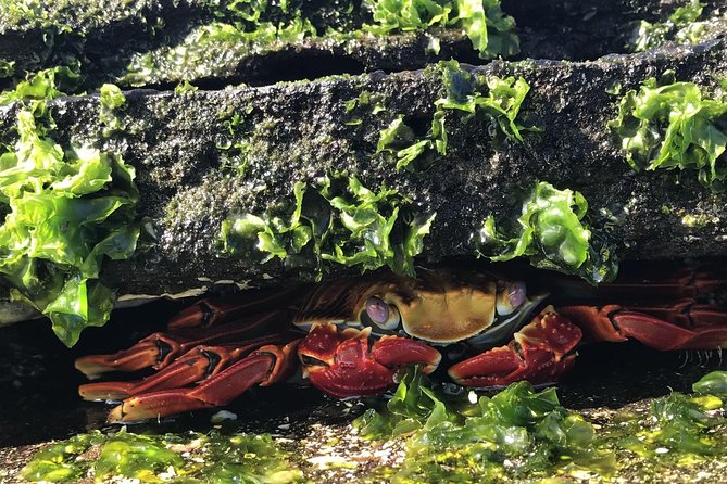 8-Day Galapagos Multisport: San Cristobal, Isabela and Santa Cruz - Adventure Activities and Excursions