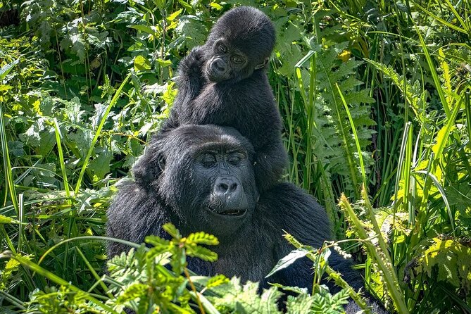 8-Day Private Uganda Big 5 Luxury Safari With Gorillas and Chimps - Discovering the Chimpanzees of Kibale