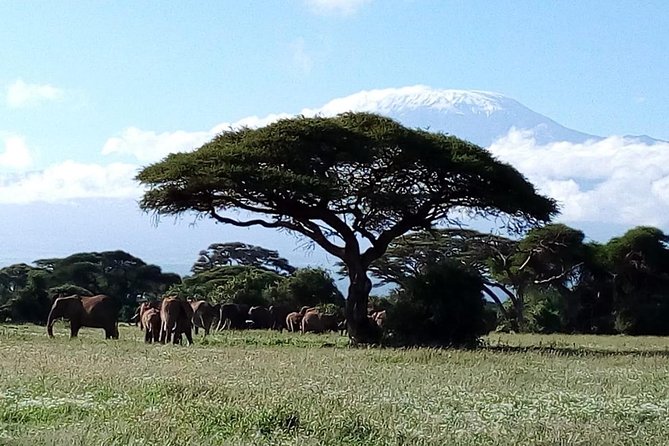 8 Day Safari: Best of Kenya & Tanzania - Traveler Requirements