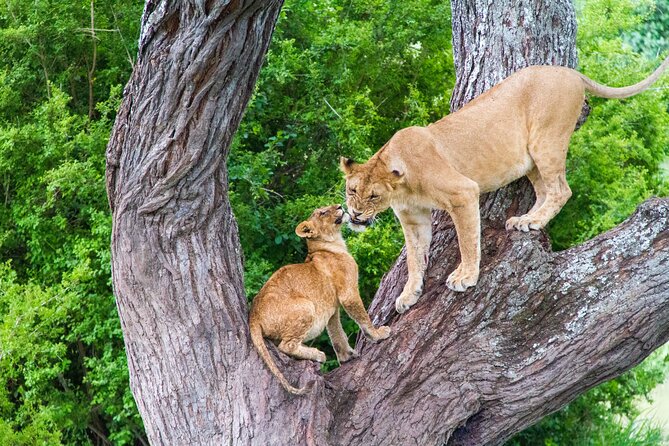 8 Day Safari The Best of Tanzania & Lake Eyasi - Volcanic Landscapes of Olduvai Gorge