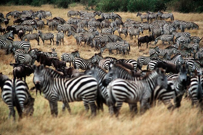 8 Days / 7 Nights 2021 / 2022 Wildebeest Migration Safari - Maasai Mara Reserve - Pickup and Transportation