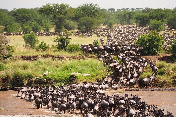 8 Days Follow the Wildebeest Migration River Crossing Safari - Inclusions and What to Expect