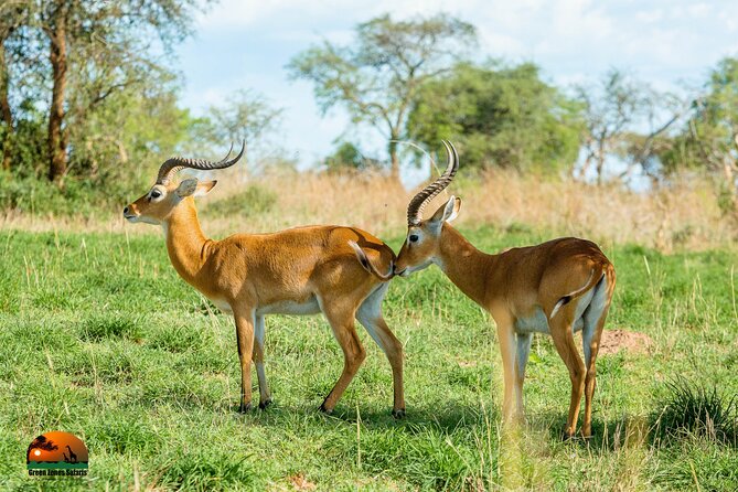 8 Days Gorillas, Primates & Wildlife Safari Uganda Safari - Meeting and Pickup Details